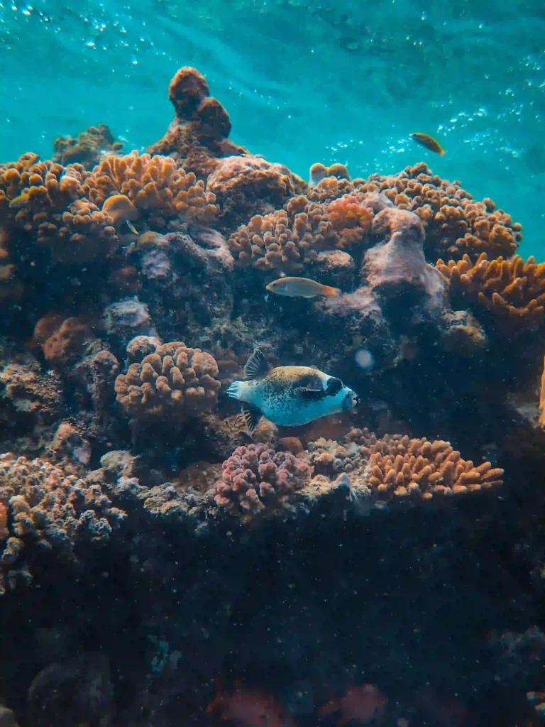 Gamat Bay | Hidden Gem Snorkeling Nusa Penida