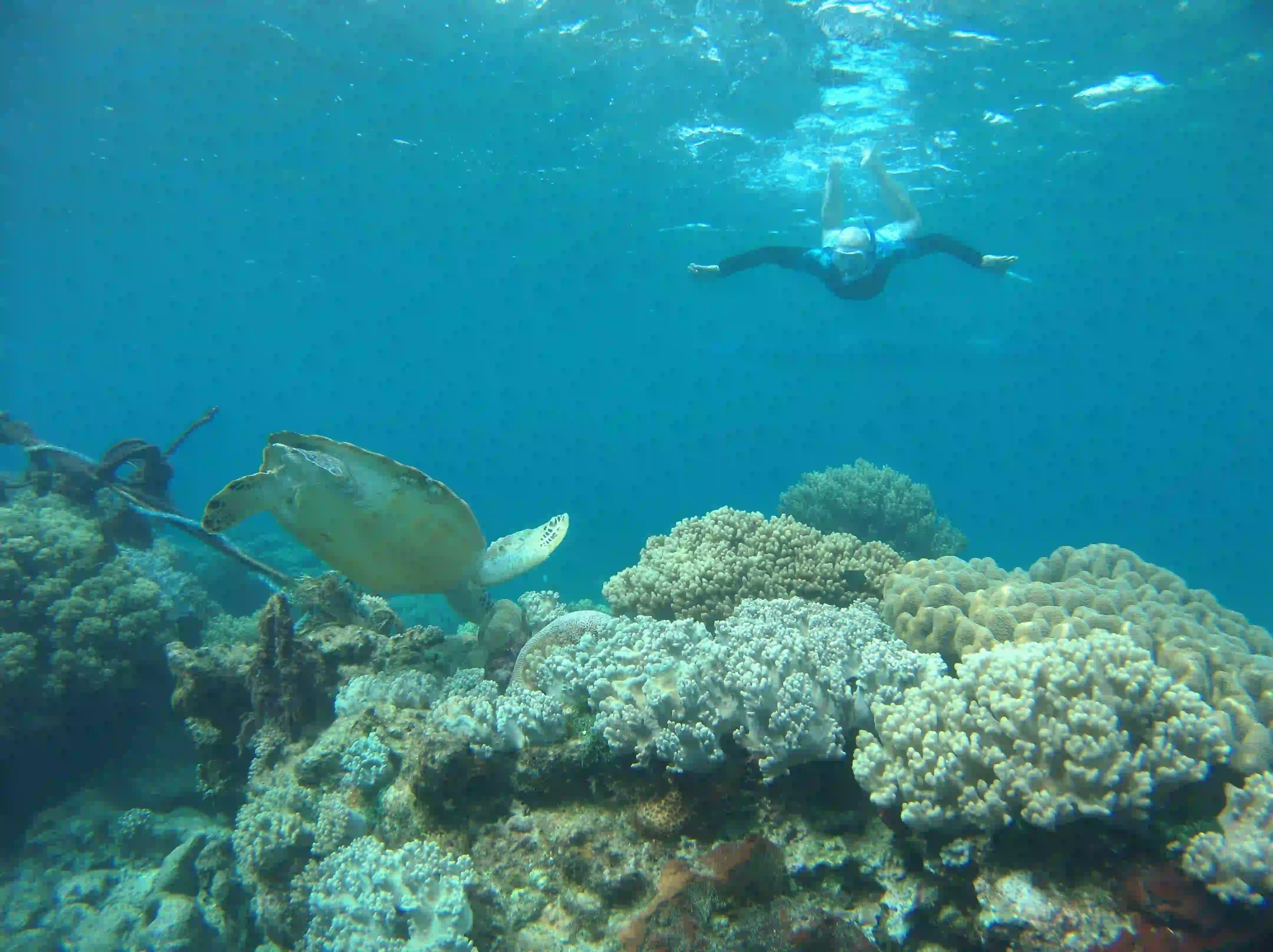 Crystal Bay | Snorkeling with tuttle