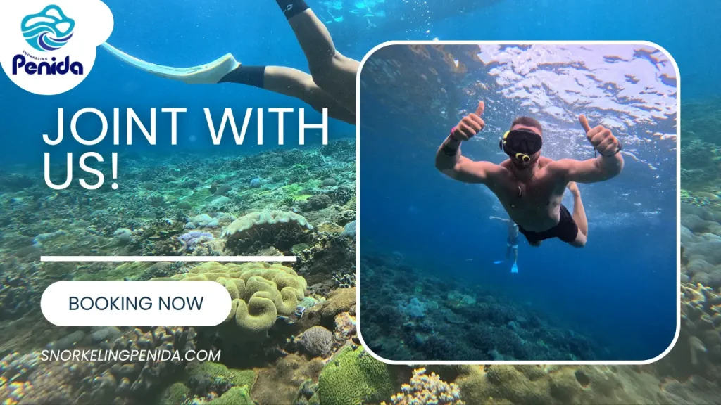contact us | snorkeling penida