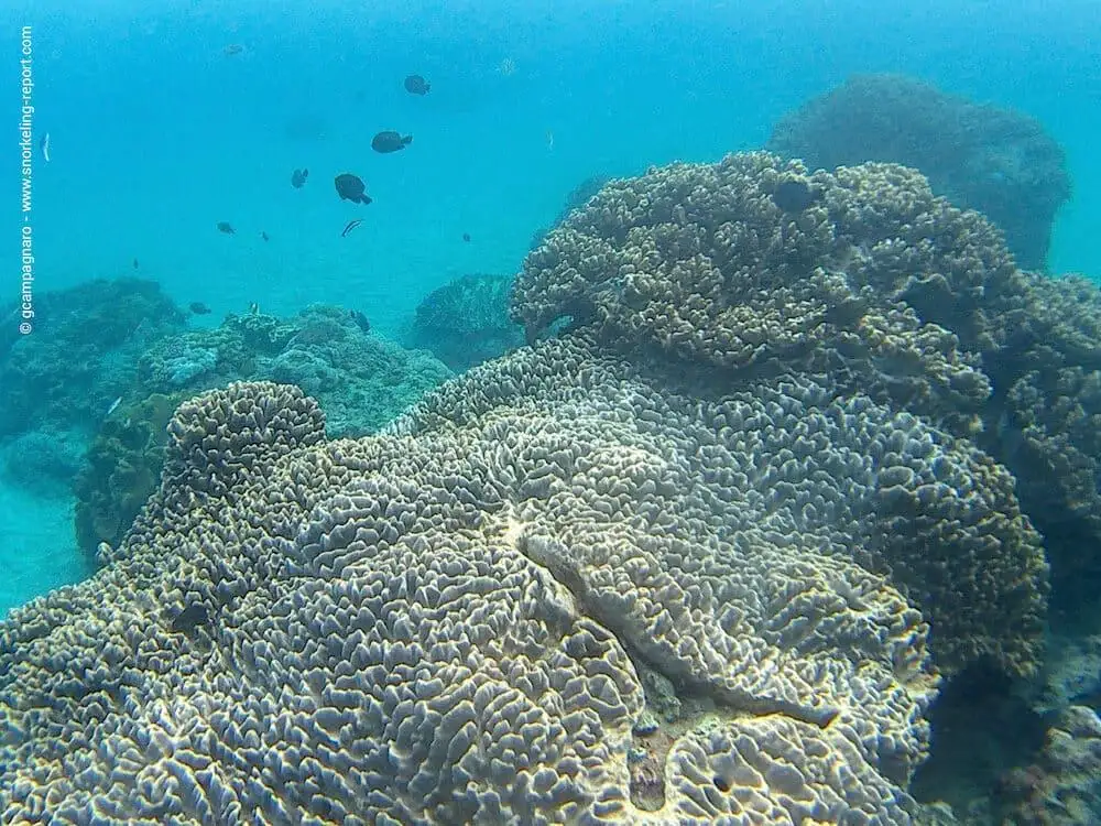 Crystal Beach | Nusa Penida | Snorkeling Penida