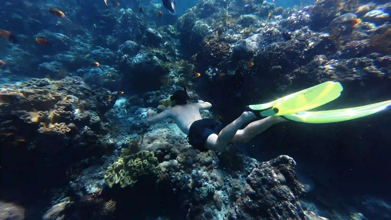 Manta Ray Season in Nusa Penida: When & Where to See Them